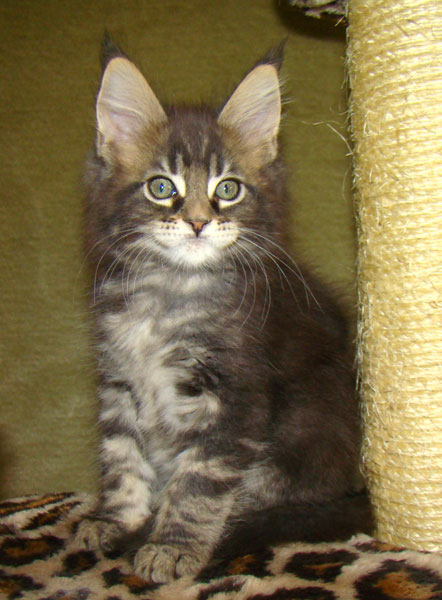     Catsvill County!   !    !       !!!    Catsvill County +7-926-544-74-09     .   ,   ,   ,    ,   ,  ,     ,   -,    ,   !